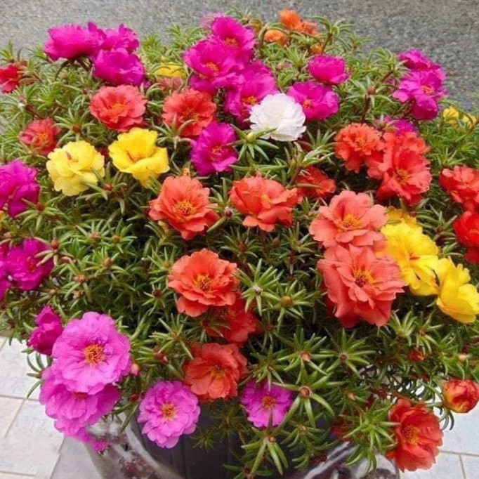 Hạt giống hoa mười giờ kép bông to (1000 hạt, tặng kèm phân)