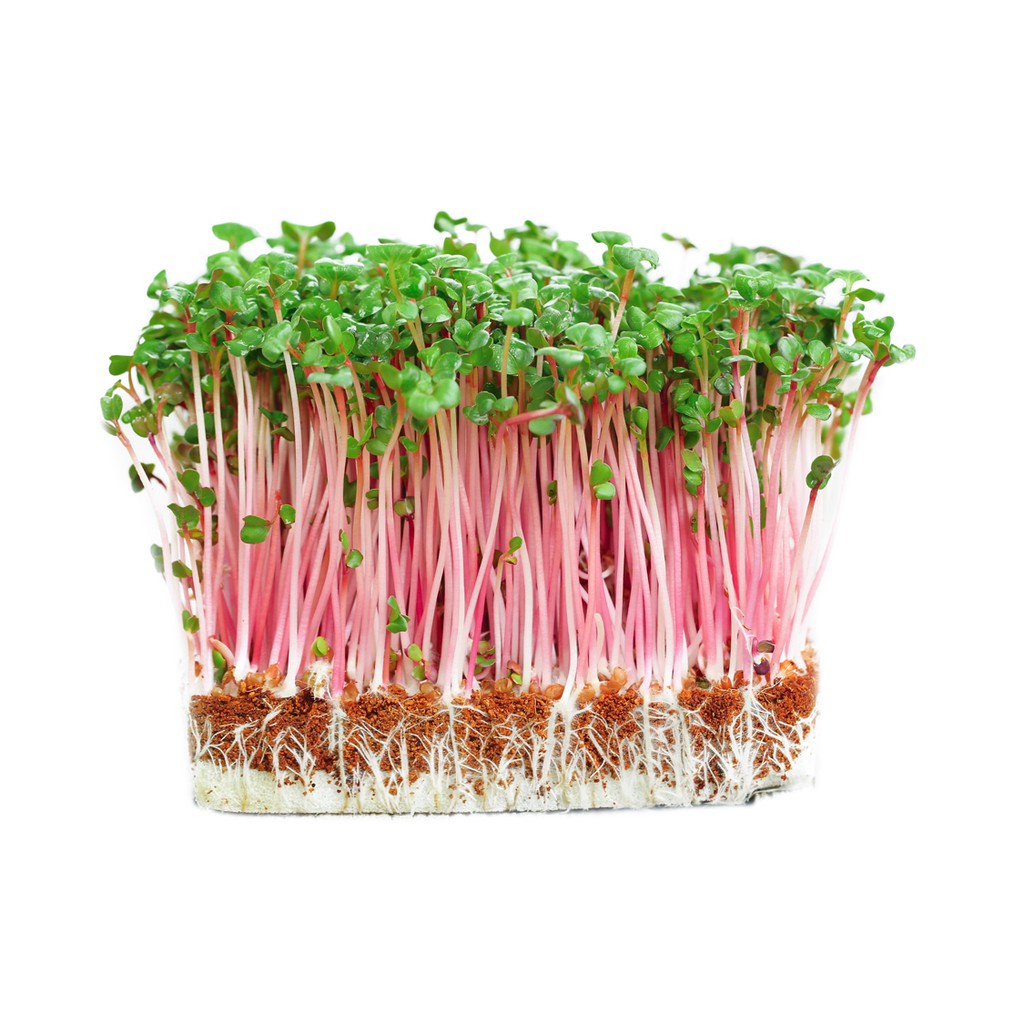 Hạt giống rau mầm củ cải đỏ gói 100g