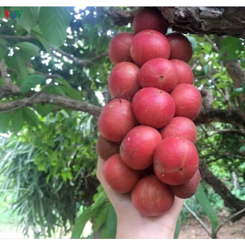 cây giống dâu da đỏ
