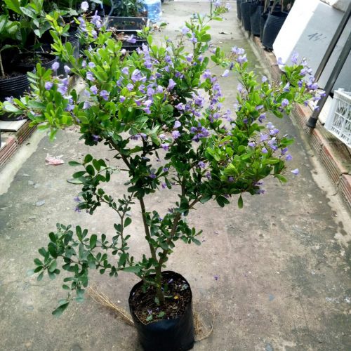 CÂY LINH SAM (CÂY SAM NÚI ) SIÊU BÔNG