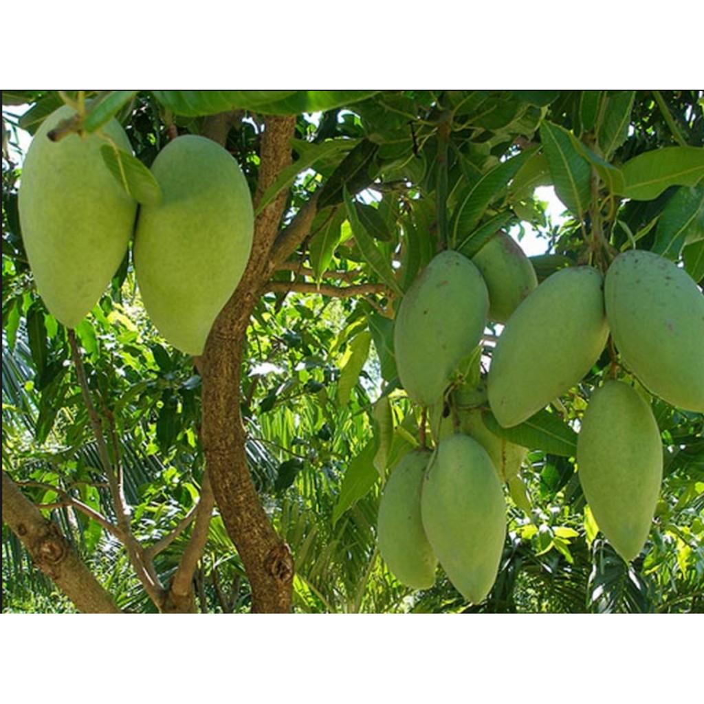 Cây giống Xoài cát Hòa Lộc