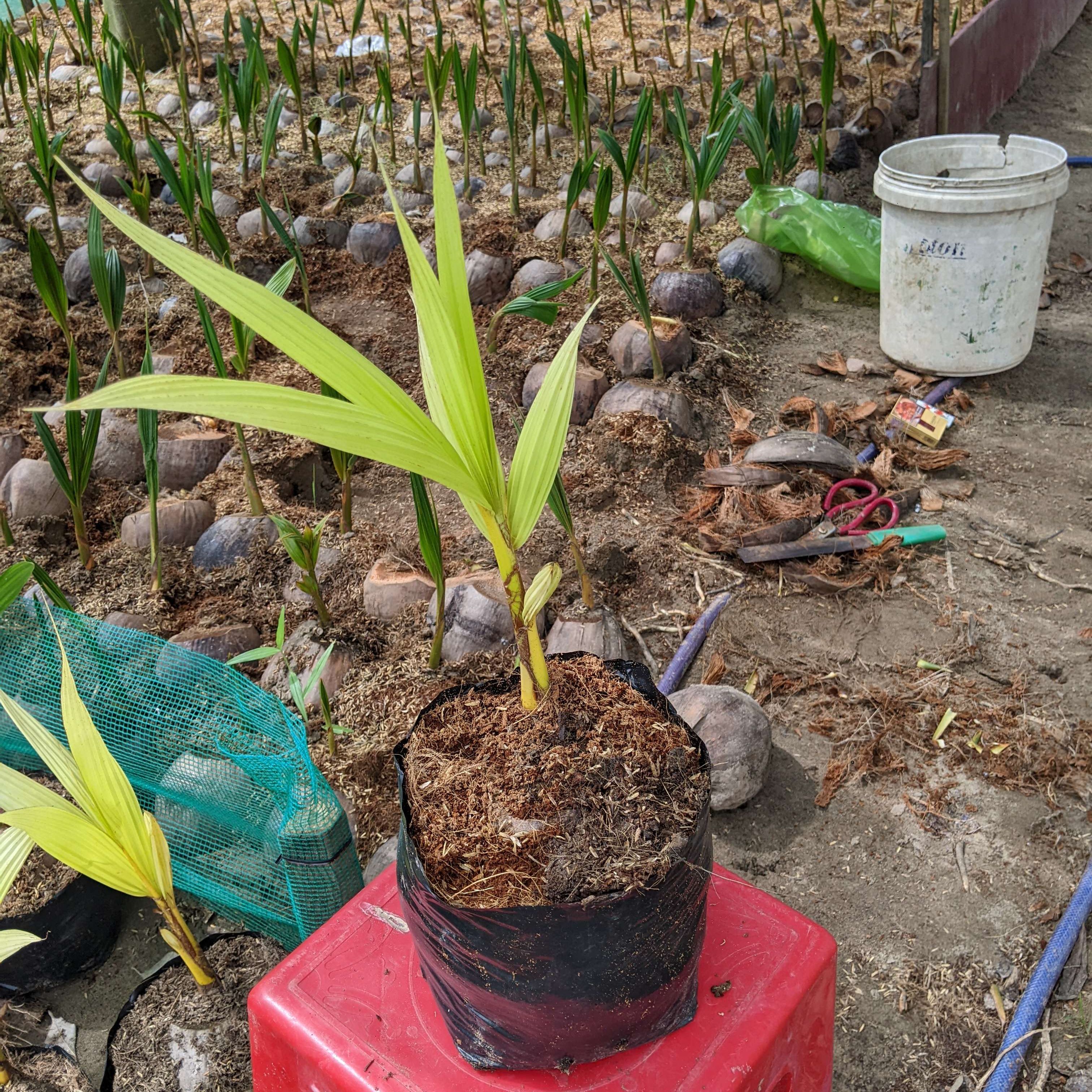 Phôi dừa đột biến thân lùn lá hoàng kim