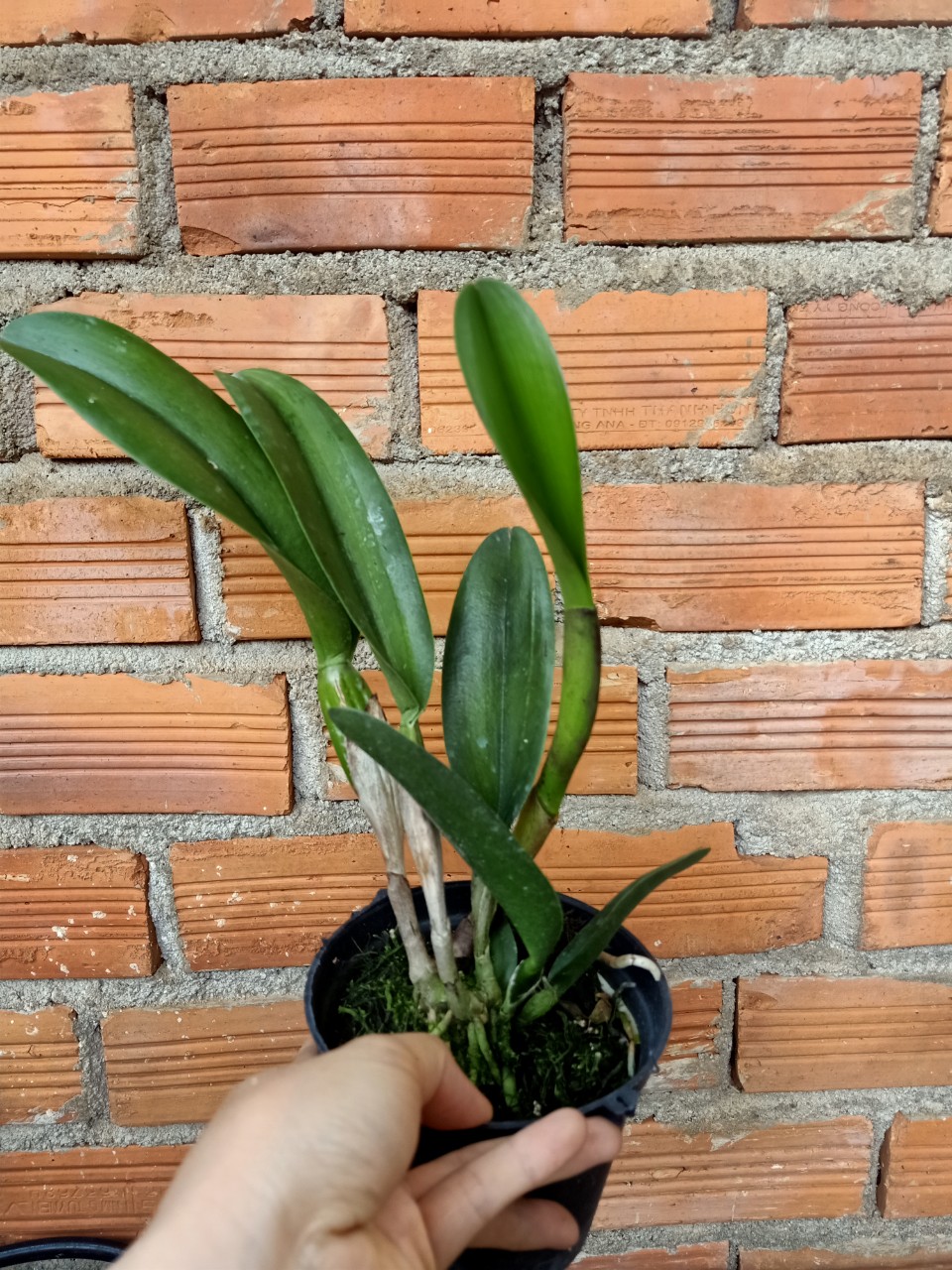 cattleya Gurgent Kloop - chậu trưởng thành