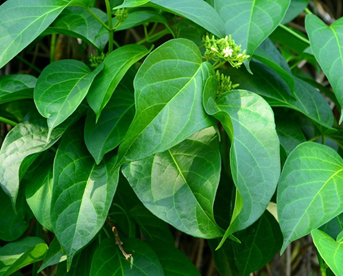 Cây thìa canh lá lớn giống