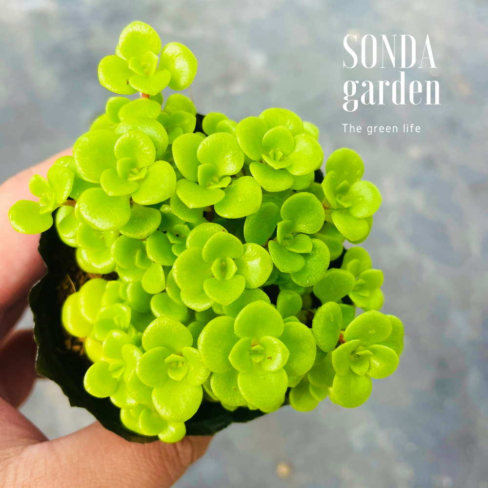 SEN ĐÁ SEDUM VẢY CÁ SIZE BÉ, LỖI 1 ĐỔI 1