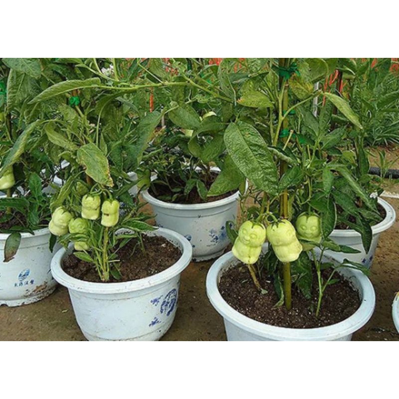 Hạt Giống Quả Nhân Sâm ( Ăn Khá Ngon ) gói 100 hạt