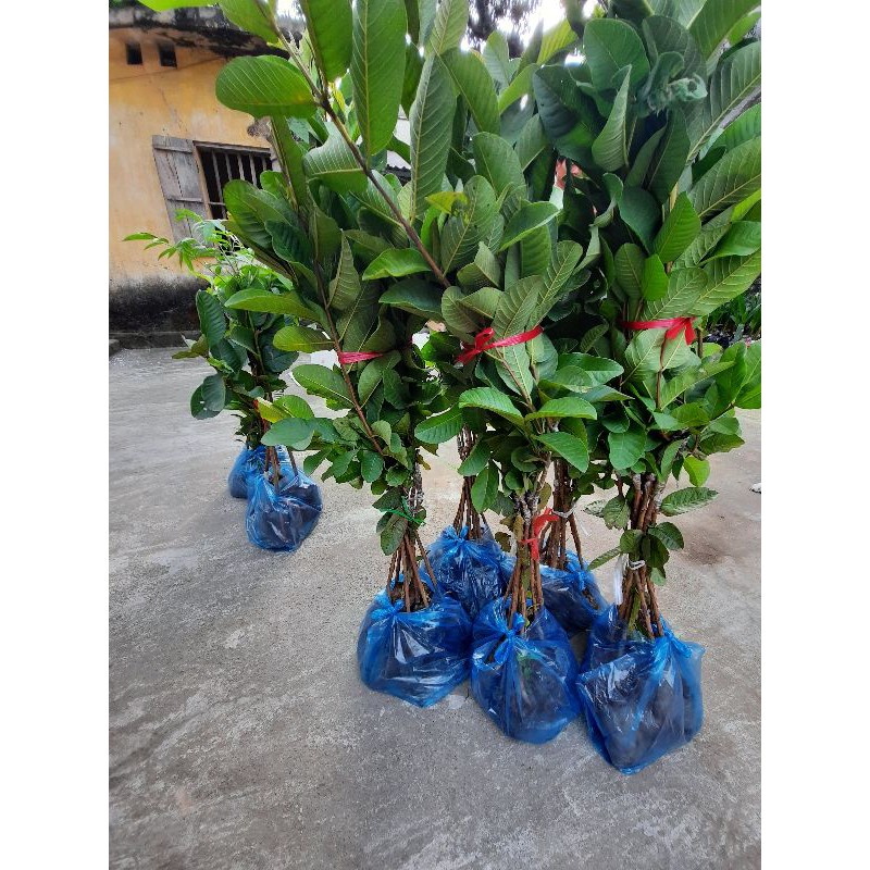 CÂY GIỐNG ỔI LÊ LÙN TRỒNG CHẬU TRÁI SỚM