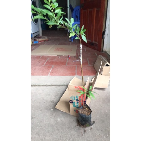 Mận Úc tím 50-60 cm