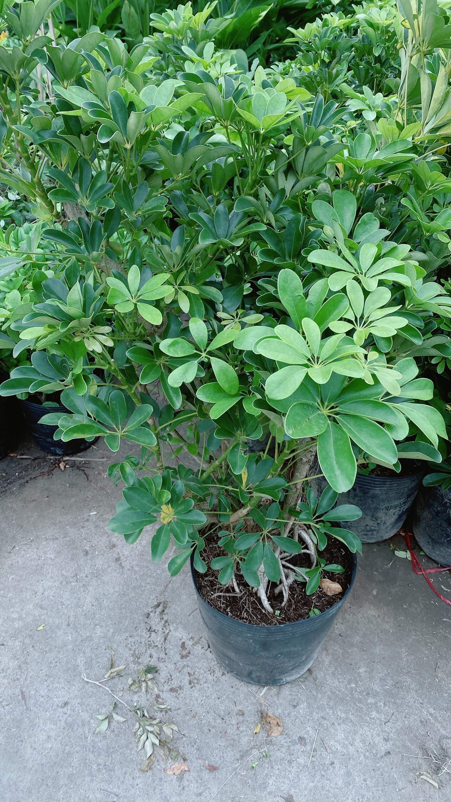Cây Ngũ Gia Bì Lớn