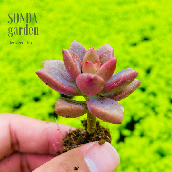 SEN ĐÁ ĐÁ NÂU SIZE MINI SIÊU KHỎE ĐẸP LỖI 1 ĐỔI 1