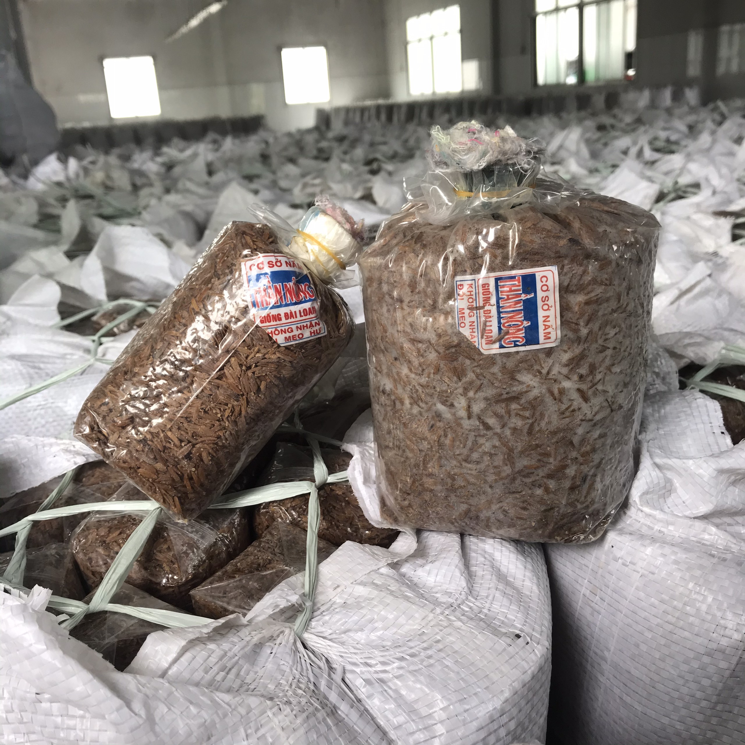 Combo 8 Meo Nấm Rơm Thần Nông (550g)