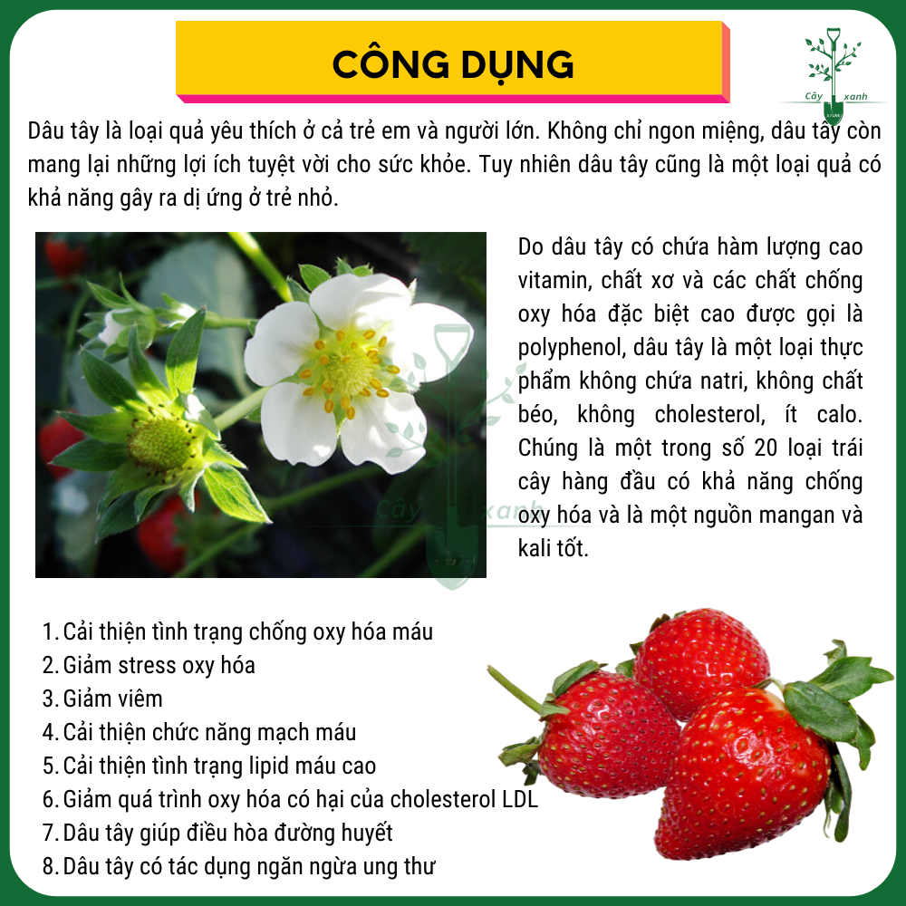 Hạt Giống Dâu Tây ETNA Rạng Đông 10 Hạt