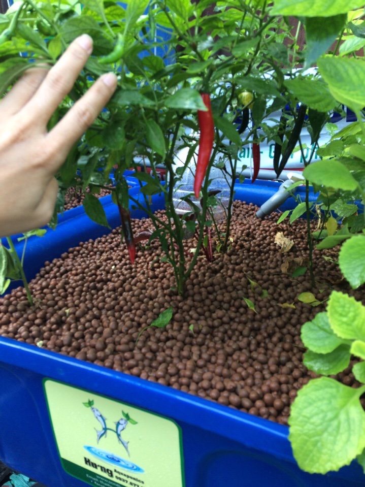 Viên đất nung trồng sen đá Thái Lan  Gói 1 lít