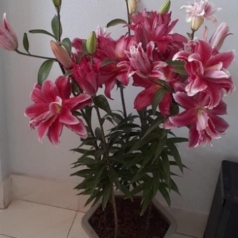 Củ ly cao hà lan cánh kép mix màu