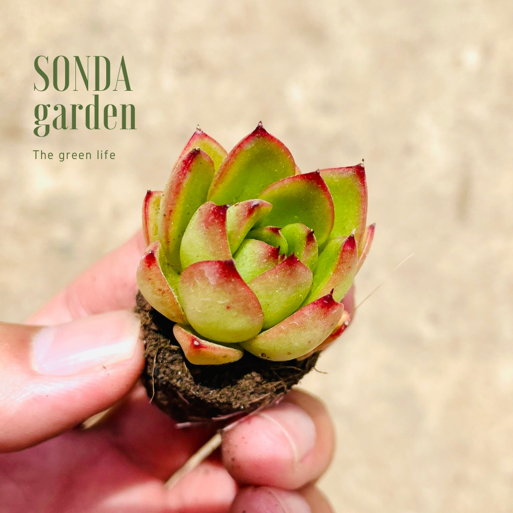 SEN ĐÁ VIỀN LỬA SIZE MINI, LỖI 1 ĐỔI 1