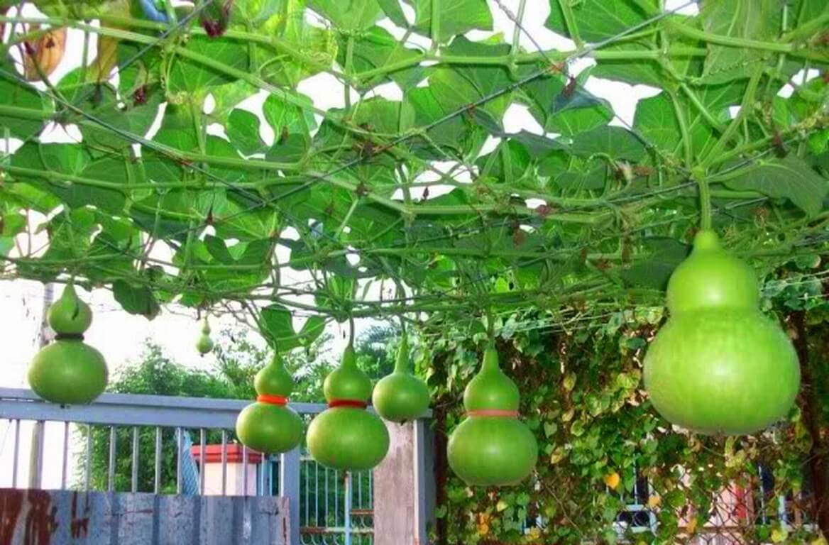 Hạt giống bầu hồ lô 1gr