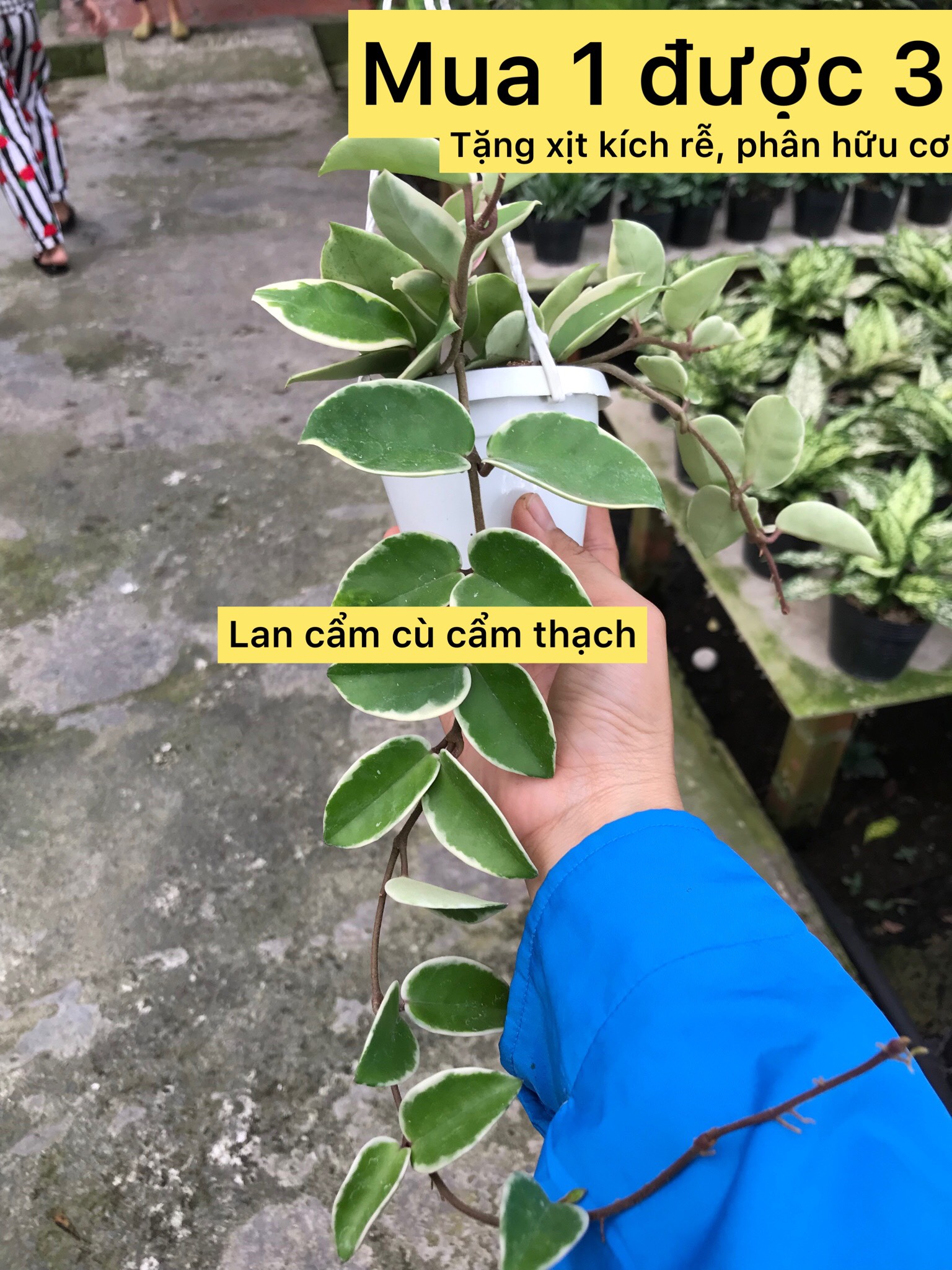 cây lan cẩm cù cẩm thạch- caykiengsadec- hoa lan