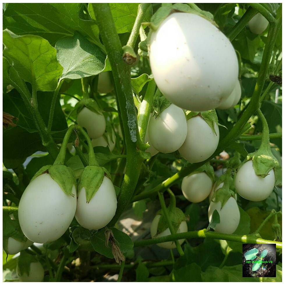 [Seeds] Hạt giống cà trứng ngỗng, đóng gói 0.5gr (khoảng 100 hạt)