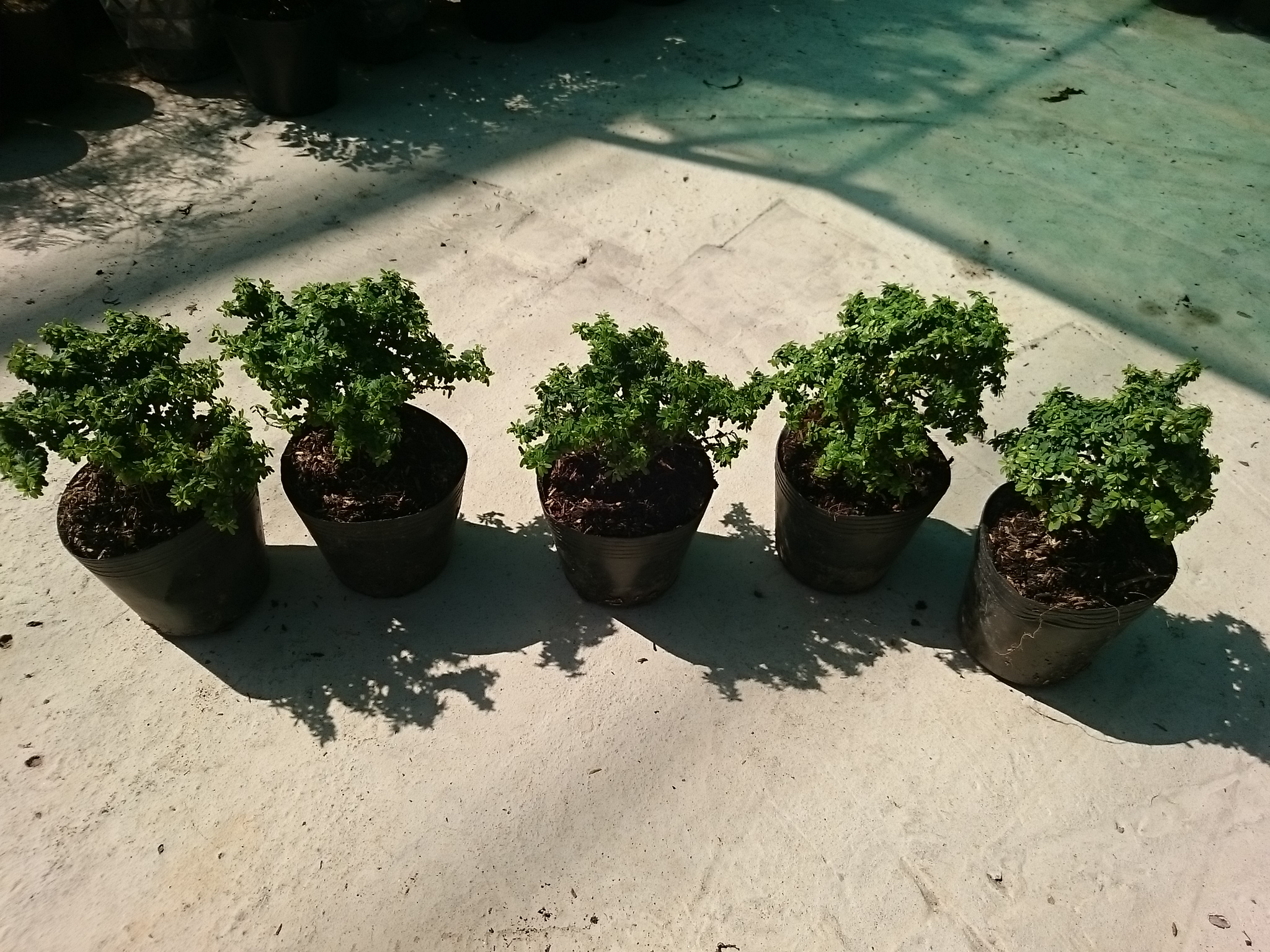 Cây Linh Sam Bonsai - cây cảnh bonsai
