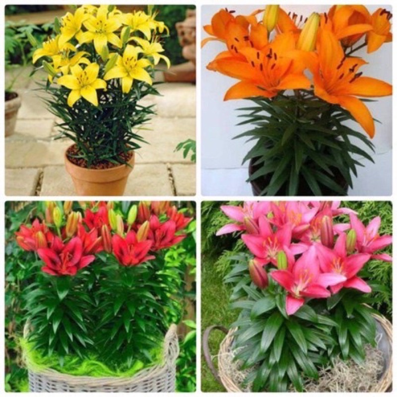 Củ hoa ly lùn Hà Lan (cánh đơn và cánh kép), củ sẵn mầm và rễ (size 12/14)
