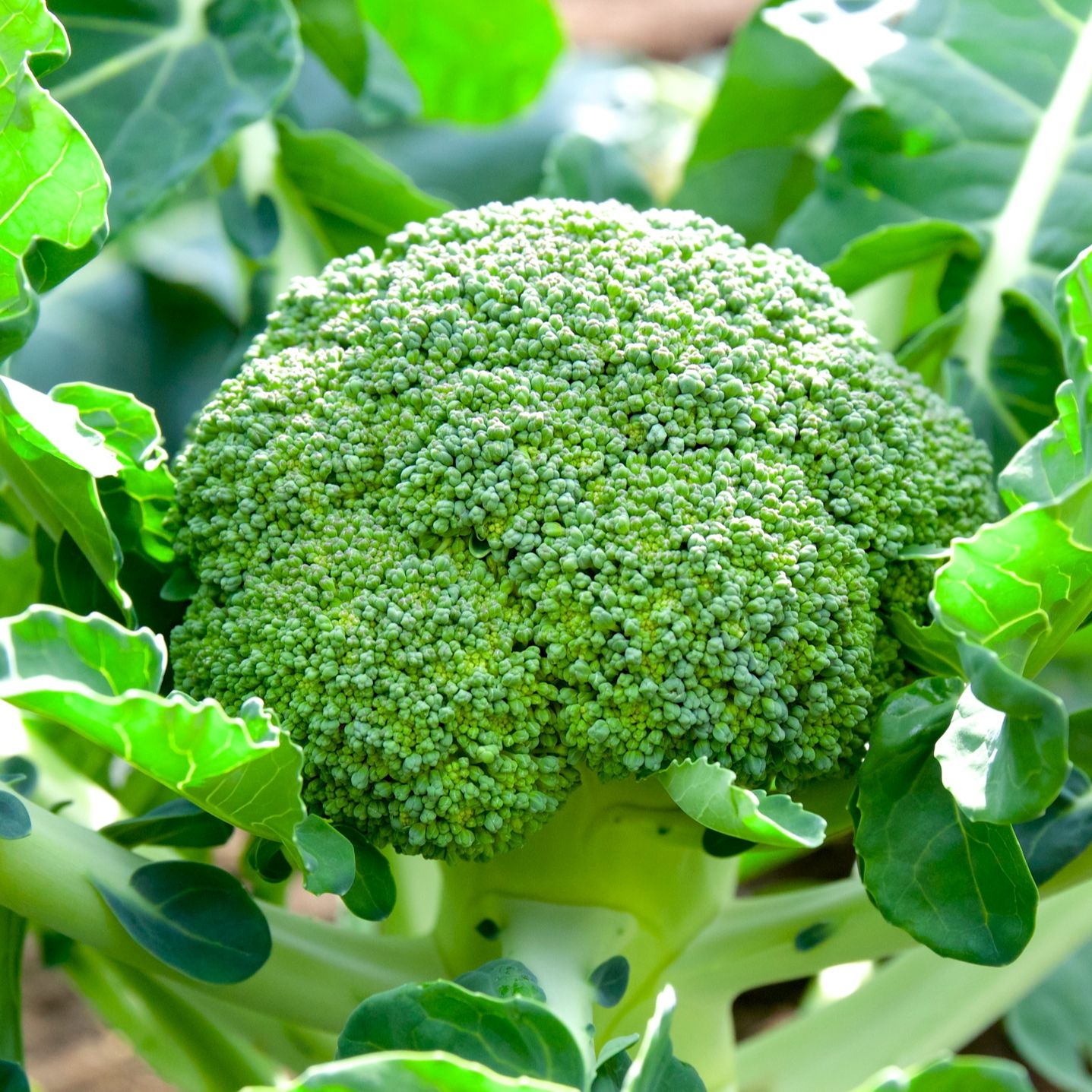 [Seeds] Hạt giống Súp Lơ Xanh (Bông cải xanh) RD687, đóng gói 0.2gr