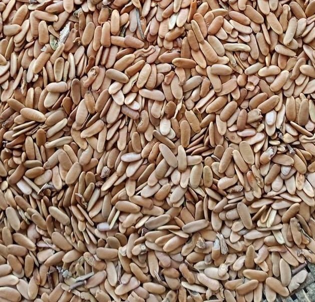 100gram hạt giống cây lim xẹt