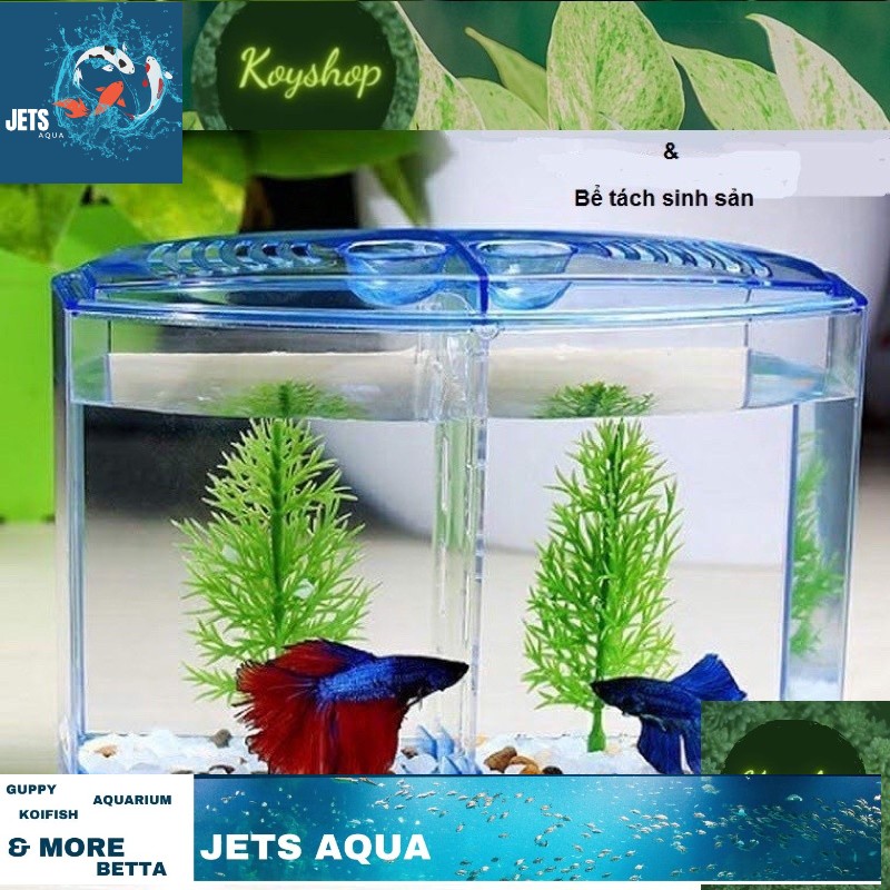 Hồ nhựa 2 ngăn bể nhựa nuôi cá betta mini 2 in 1, hồ cá để bàn size 20x14x10 cm