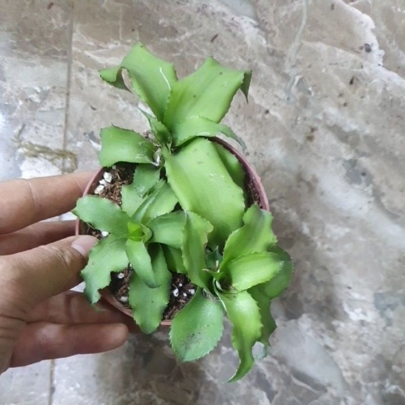 Set 3 cây dứa xanh mini trang trí tiểu cảnh