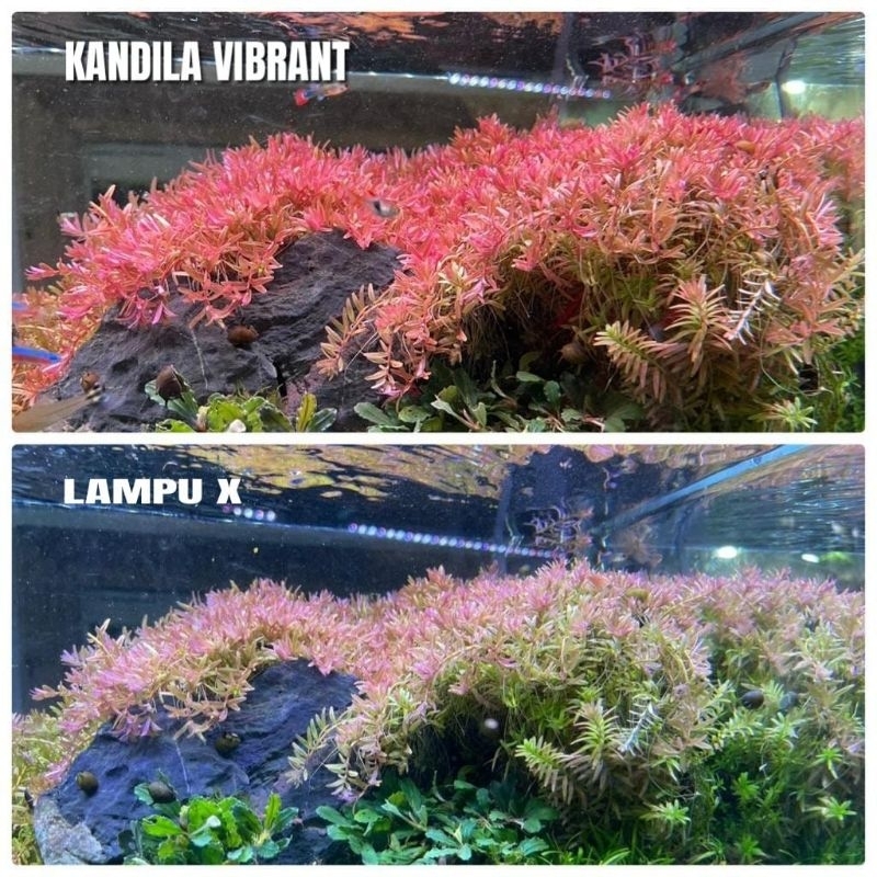 Lampu Led Atas Aquarium Aquascape KANDILA VIBRANT + UVA & UVB V 200