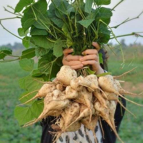 Hạt Giống Củ Sắn (Củ Đậu) 5gr