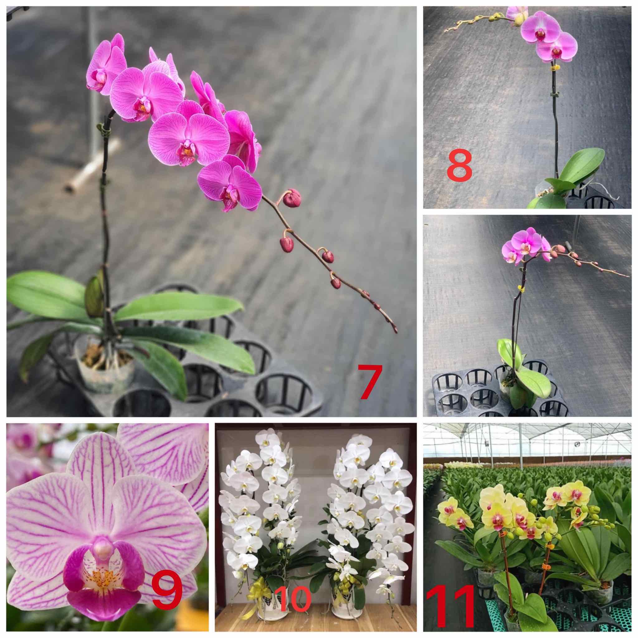 Combo 3 Lan 3 Màu 2 ngồng hoa - Hoa Đại - Cốc 2.8