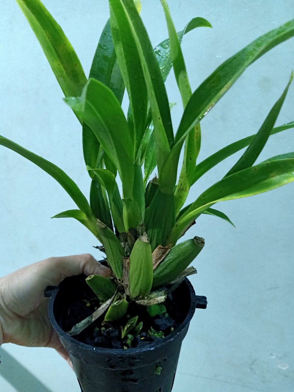 Vũ Nữ: NĂM MỚI ĐỎ- chậu trưởng thành