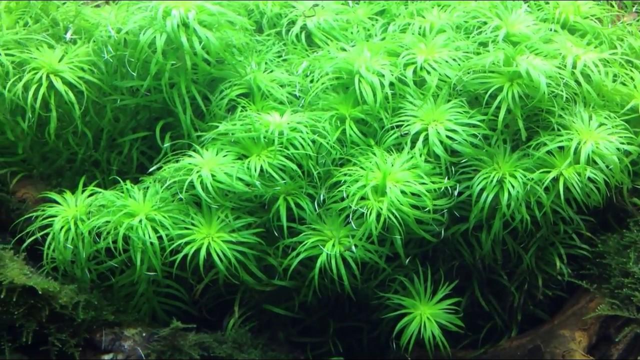 TONIA - THÁI DƯƠNG THẢO  (12 nhánh)