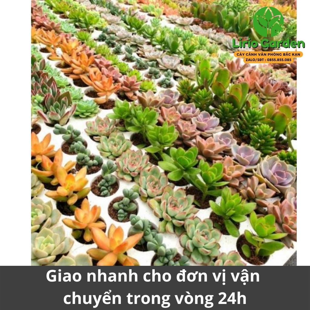 [ mua 10 tặng 1 ] Combo 10 cây sen đá vỉ size nhỏ