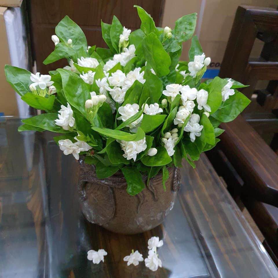 CÂY HOA NHÀI - HOA LÀI TA SIÊU ĐẸP