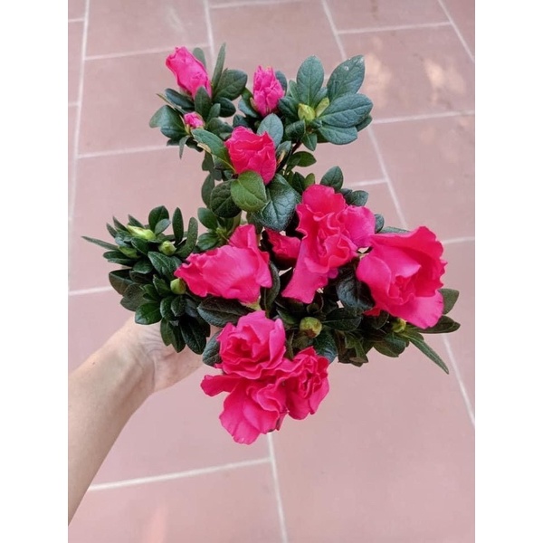 Cây giống hoa đỗ quyên