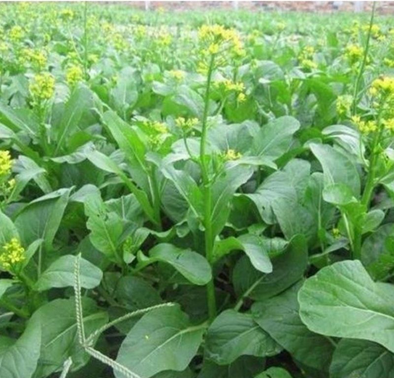 Hạt giống cải ngồng (cải ngọt bông) - gói 20 gram