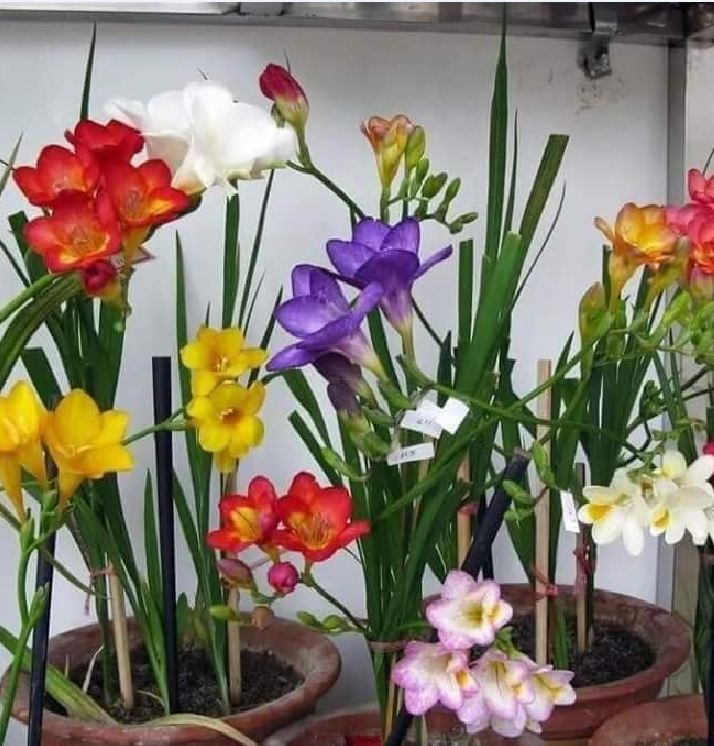 6 củ giống hoa lan nam phi nhiều màu ( mix màu )