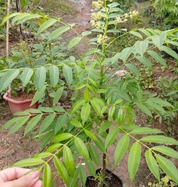 Hạt giống cây cóc thái gói 5 hạt - VTNT