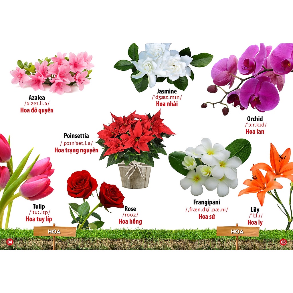 Từ Điển Bằng Hình Hoa - Quả - Rau Củ (Song Ngữ Anh - Việt) ( VT )