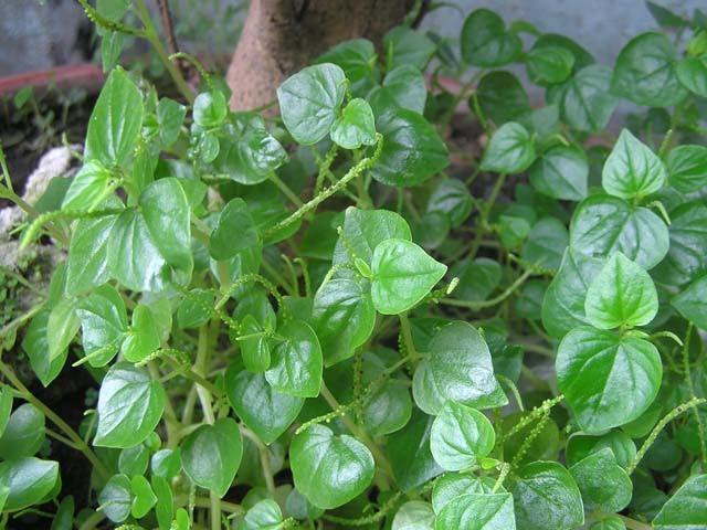 rau càng cua - bầu cây giống