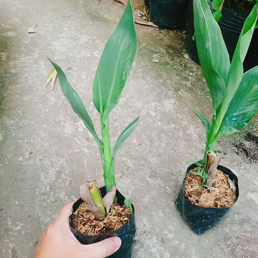 Cây Chuối Hoa thái (màu cam, thân lùn) - cây cảnh sân vườn