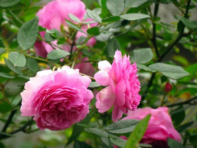 Hoa Hồng Aunt Margy’s rose - cây giống ươm bầu phát triển ổn định