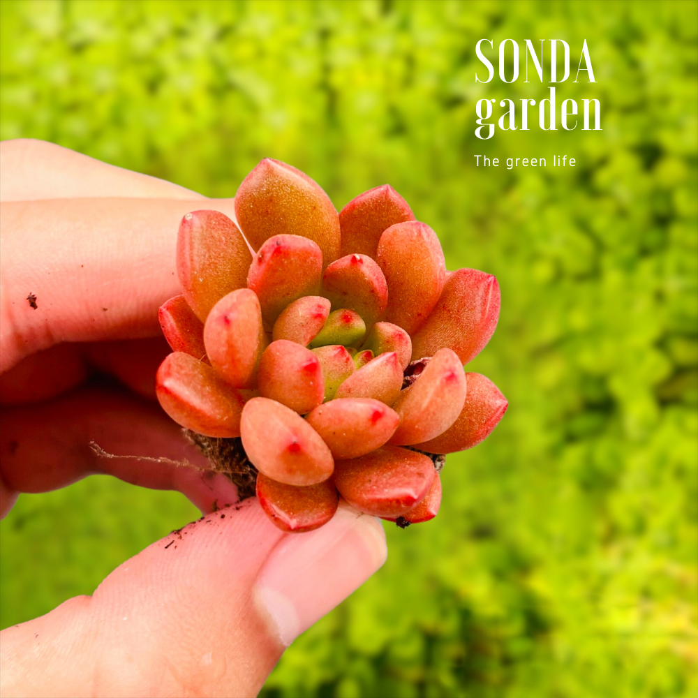 SEN ĐÁ RUBY SIZE MINI, LỖI 1 ĐỔI 1