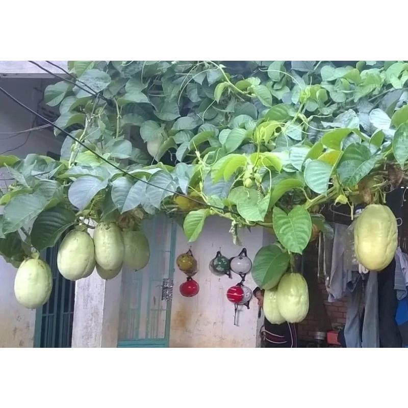 HẠT GIỐNG DƯA TÂY (DƯA GANG TÂY) - 5 hạt/ gói