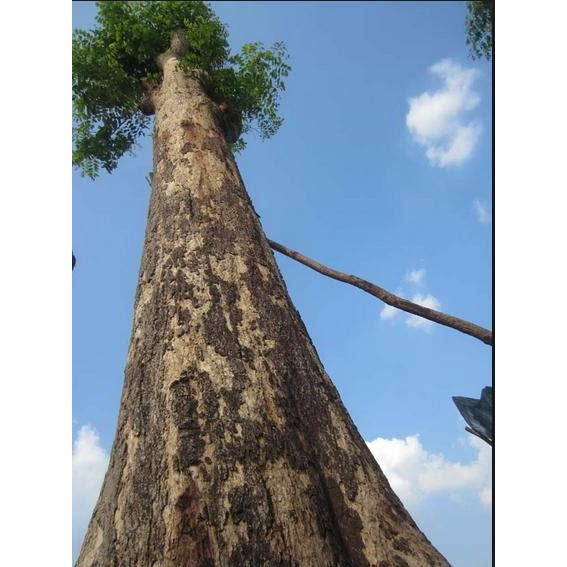 cây gỗ giáng hương giống (cây gỗ quý loại 1)