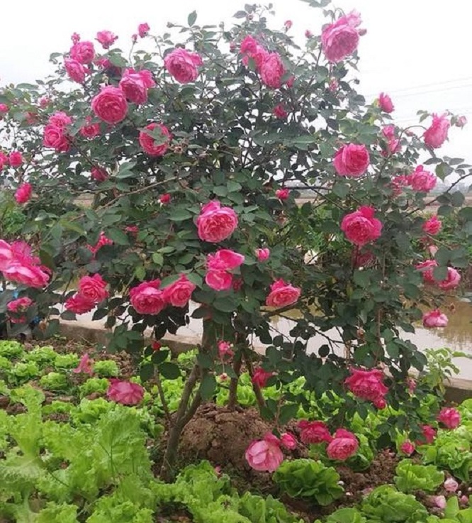 Hoa hồng cổ Sapa - Giống hoa hồng bất hủ mọi thời đại- cây lơn trưởng thành