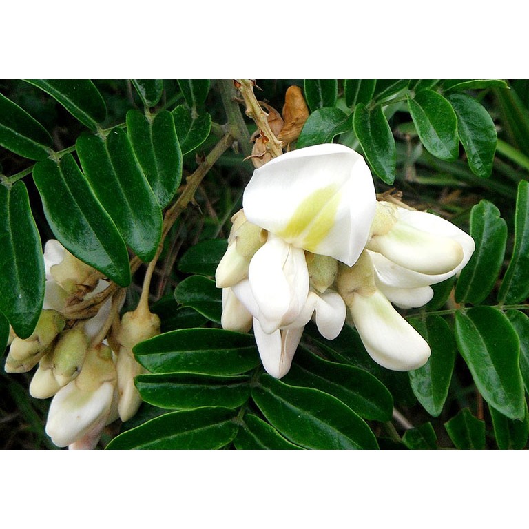 Bầu cây giống cây cát sâm