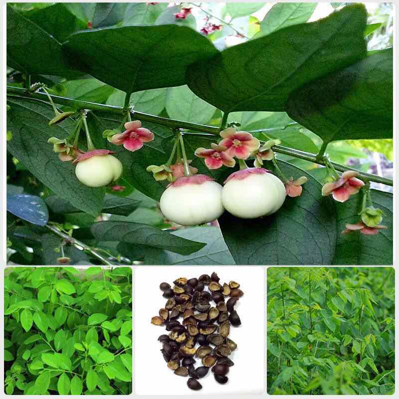Hạt giống rau bồ ngót - gói 1 gram