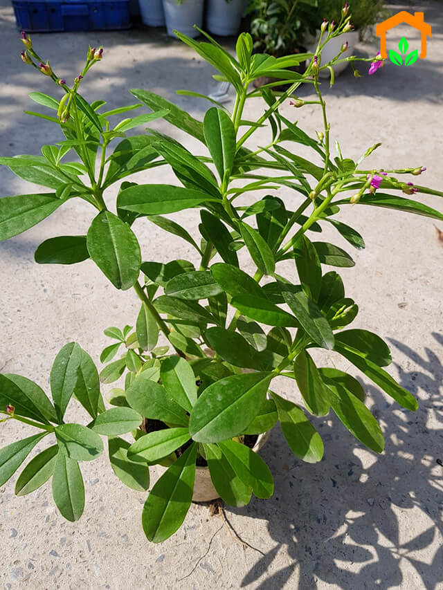 cây giống sâm đất (cây thổ sâm, rau sâm)- cây giống nhỏ